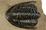 Proetid (Dalejeproetus) Trilobite - Atchana, Morocco #359518-1